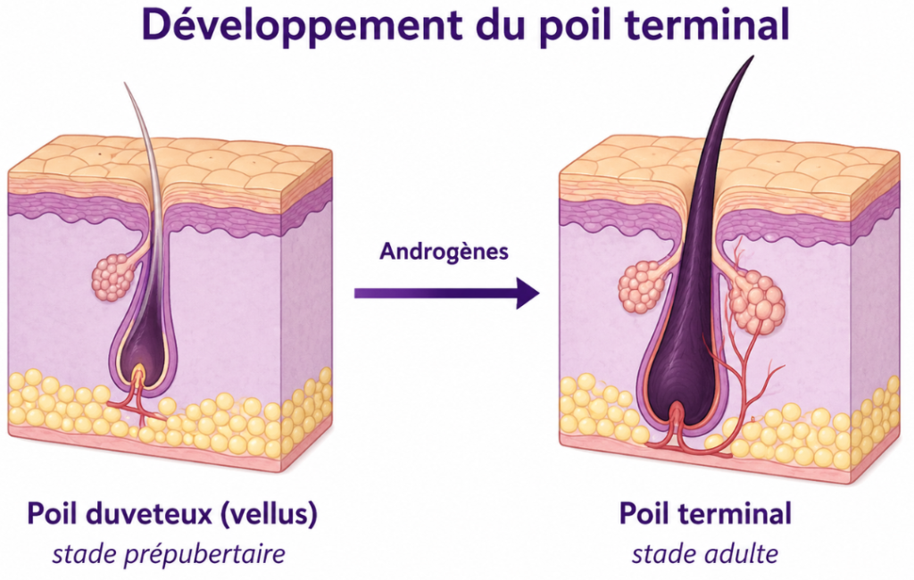 Développement du poil terminal